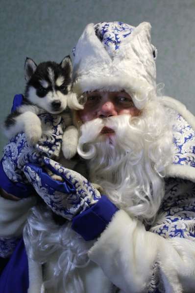 Щенки Сибирский хаски в Санкт-Петербурге фото 14