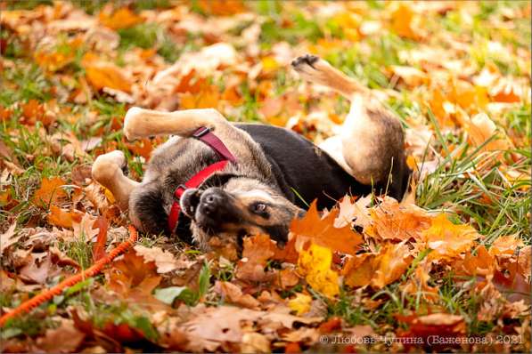 Ласка - дружелюбная, совершенно неконфликтная мудрая собака в Москве фото 23