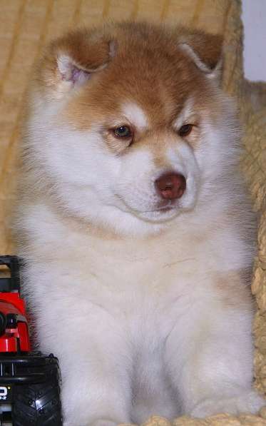 Супер щенок Сибирский хаски в фото 13