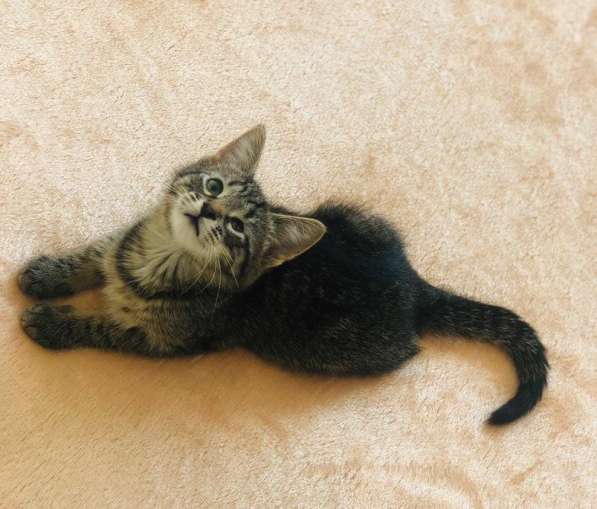 Мурлыка-котенок с дефектом глазика очень ищет дом в Санкт-Петербурге фото 52