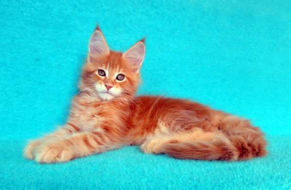 Котики мей-кун из питомника в Владимире фото 29