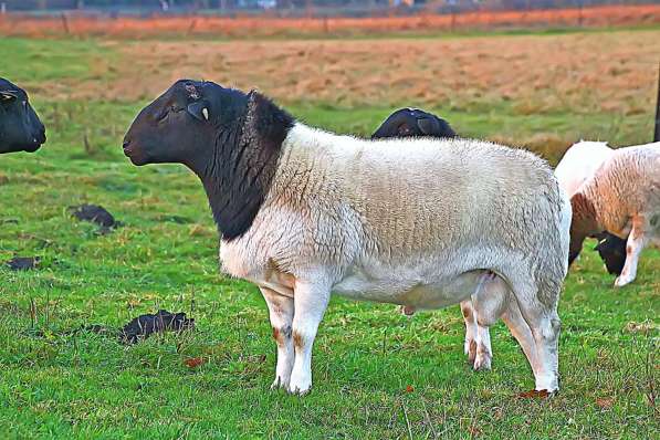 Племенные овцы Дорпер (Скот из Европы класса Элита Рекорд) в фото 5