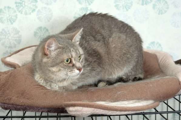 Кошка Лилу - серебристая красавица, ищет дом в Москве фото 6