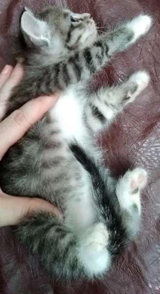 Элитная Бенгальские Снежный барс котятки в Санкт-Петербурге фото 48