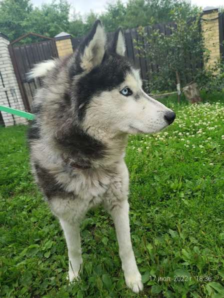 Хаски с разноцветными глазами ищет дом в Санкт-Петербурге фото 16