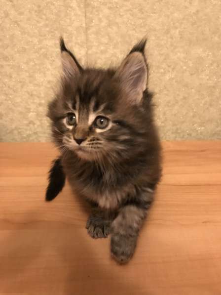 Мейн-кун в Серпухове фото 8