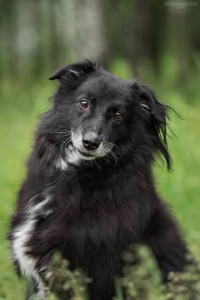 Весёлая, ласковая Чукча ищет семью в Москве фото 42