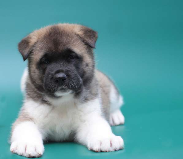 Продаются щенки Американской Акиты в Санкт-Петербурге