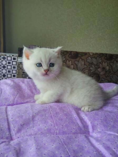 Котик Поль в Санкт-Петербурге фото 4