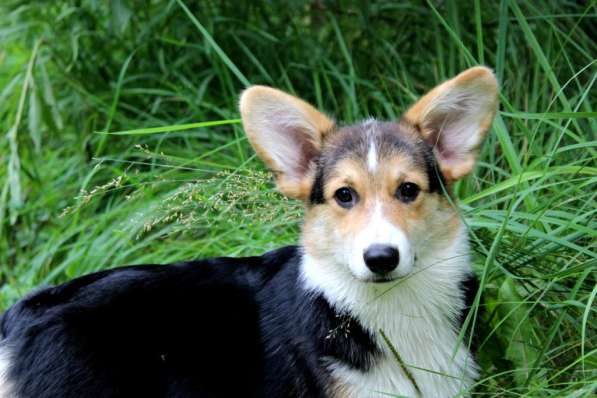 Щеночки Вельш корги пемброк в Москве фото 5