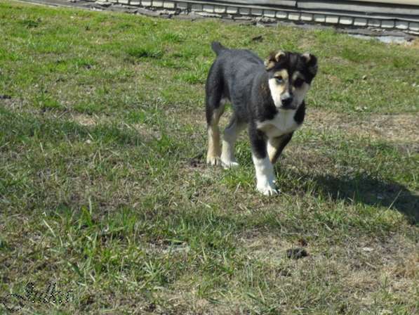 Продаются щенки САО(алабаи),от отарников Таджикистана в Владимире фото 10