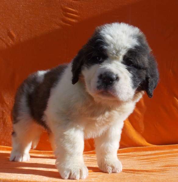 Sale. Puppies of long-haired senbernary. Arrange delivery в Владивостоке фото 12