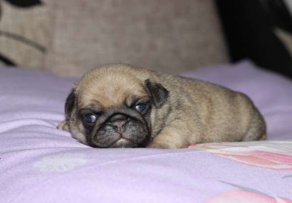 Щенки Мопса в Новосибирске фото 23