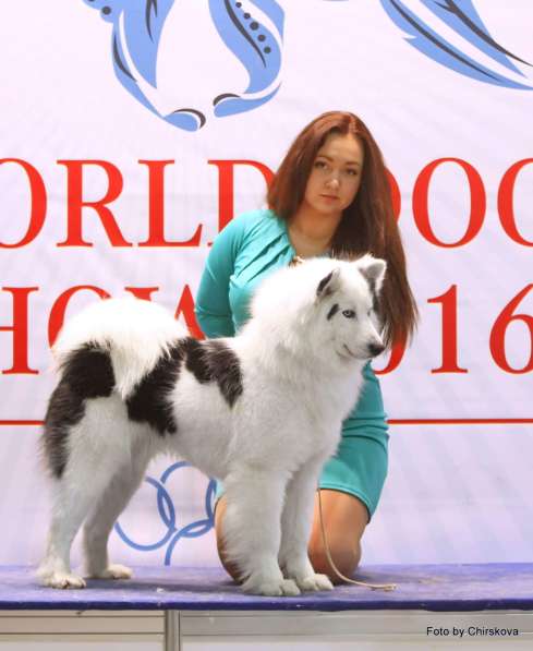 Роскошные щенки Якутской лайки от чемпионов в Москве фото 12