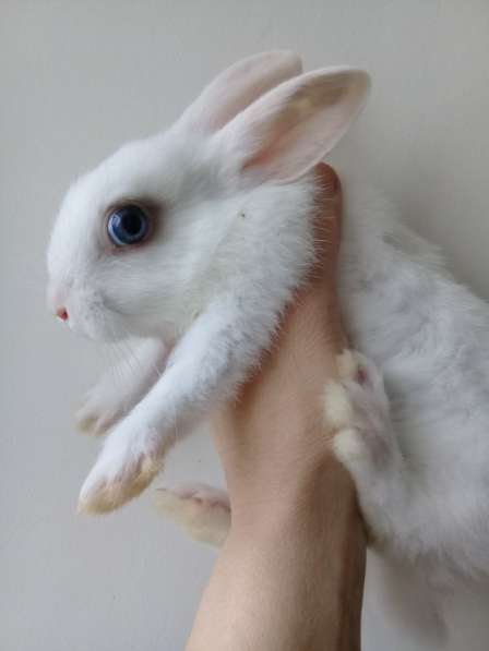 Продаю декоративных кроликов в Вологде фото 3