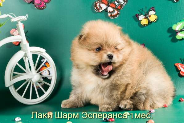 Породные щенки померанского шпица от питомника Лаки Шарм в Москве фото 19