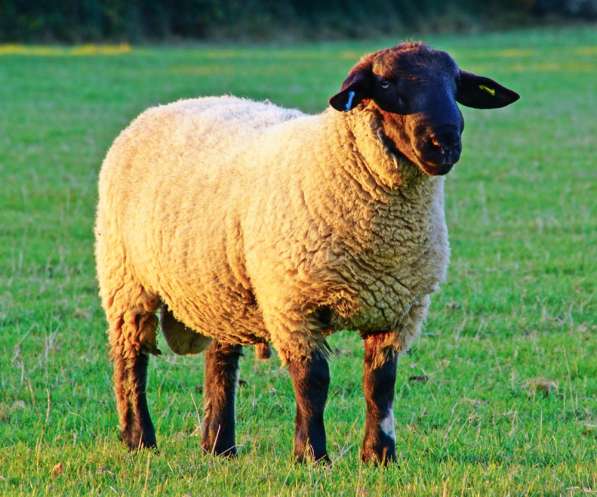 Племенные овцы Суффолк (Скот из Европы класса Элита) в фото 5