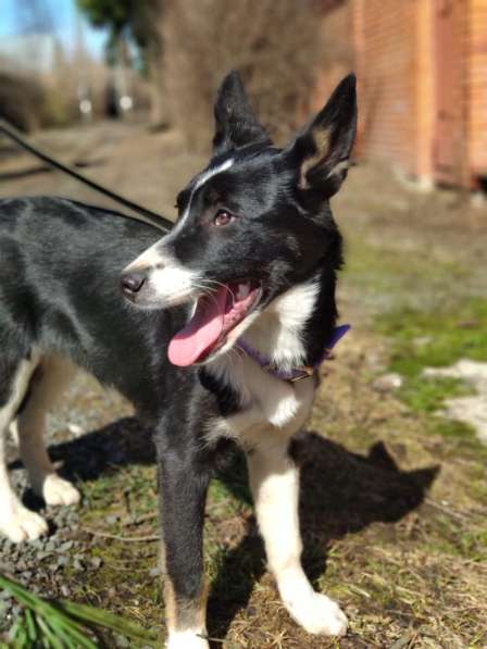 Молодая собака Бусинка в добрые руки в Москве фото 10