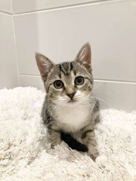 Милый котёнок Тася в добрые руки в Москве фото 10