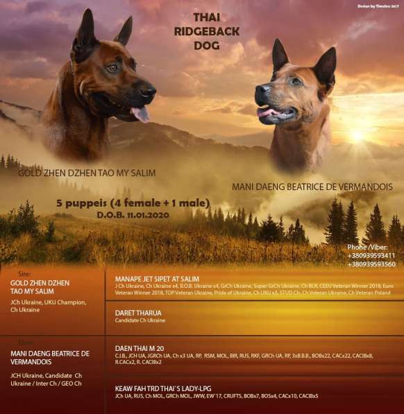 Щенки Тайского риджбека в 