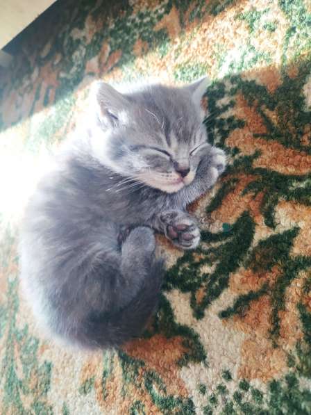 Шотландские котята в фото 7