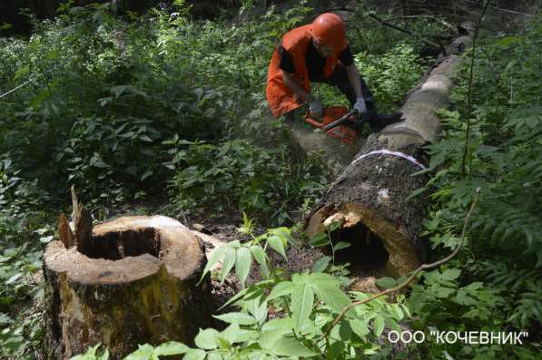 удаление опасных аварийных деревьев - кронирование - санитар в Москве фото 13