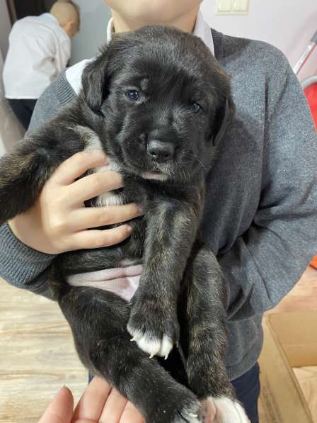 Щенки кане-корсо в Феодосии фото 11