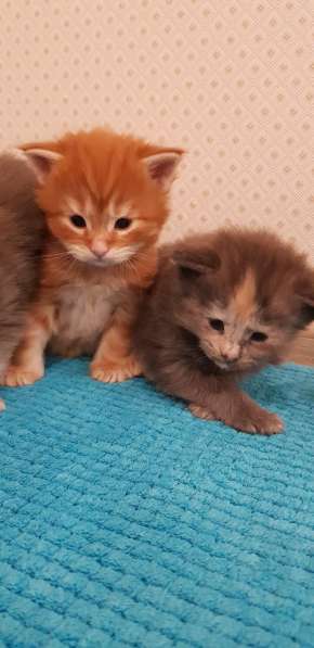 Мейн кун котятки в Санкт-Петербурге