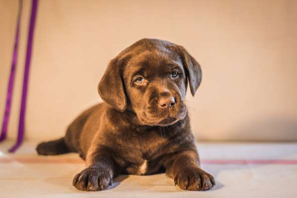 Шоколадный лабрадор в 