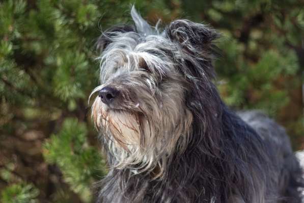 Отчаянно ищет любящую семью Шарик в Москве фото 17