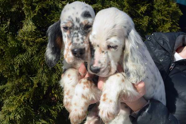 Анлийский сеттер щенки в Москве фото 4