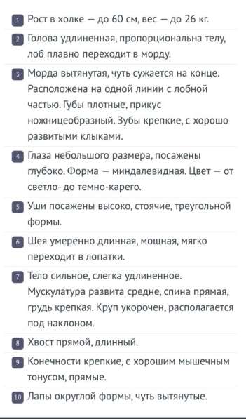 Почти Голландская овчарка в Екатеринбурге фото 9