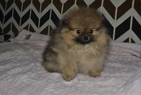 Шпиц миниатюрный померанский в фото 4
