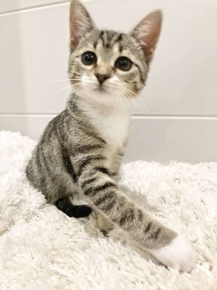 Милый котёнок Тася в добрые руки в Москве фото 13