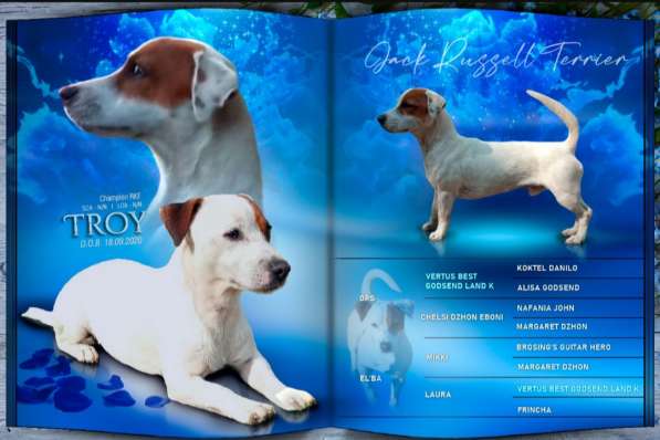 Вязка Джек Рассел в Москве