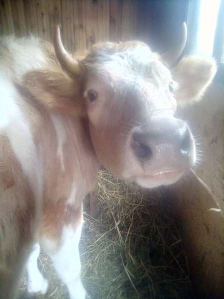 Продаётся стельная корова в Малоярославце фото 3
