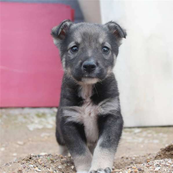 Чудесные щенки ищут дом (мальчики и девочки) в Москве
