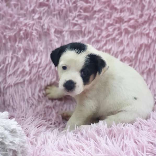 Щенок белая девочка в Краснодаре фото 7