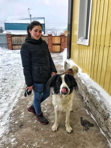 Дрессировка собак в Иркутске