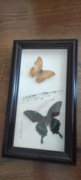 Коллекционные бабочки под стеклом в Москве фото 5