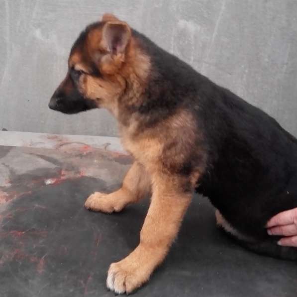 Щенок немецкой овчарки девочка с родословной в Симферополе фото 4