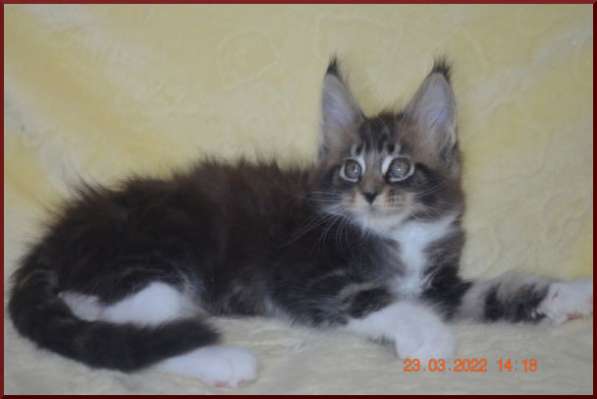 Роскошный черный котик мейн-кун из питомника в Астрахани фото 75
