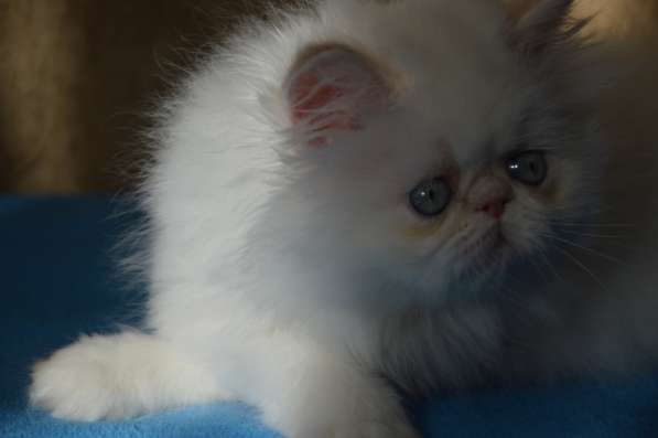 Персидские котята в Москве фото 4