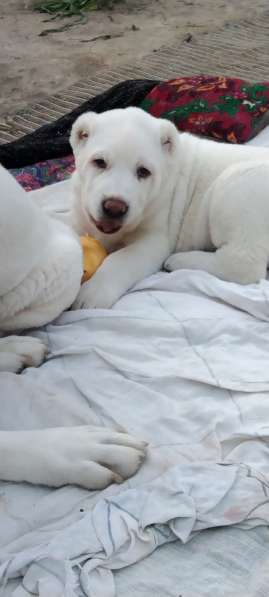 Продаются щенки алабаи от крупных родителей в фото 10