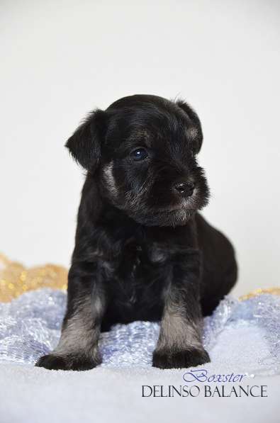 Шикарные щенки цвергшнауцера окраса черный с серебром в фото 16