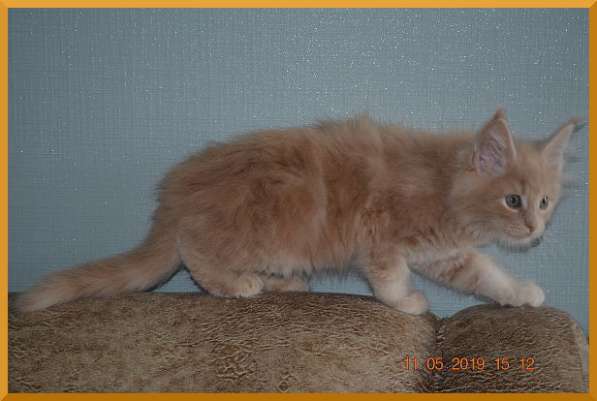 Великолепные котята мейн-кун из питомника в Волгограде фото 236