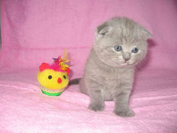 Плюшевые девочка и мальчик в Новокузнецке фото 6