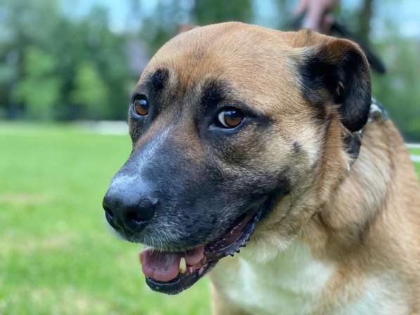 Идеальная собачка метис бурбуля