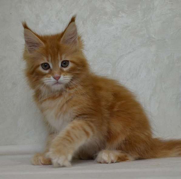 Котята мейн-кун в Москве фото 10