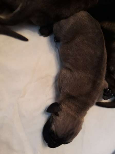 Палевые и тигровые щенки немецкого дога в Москве фото 8